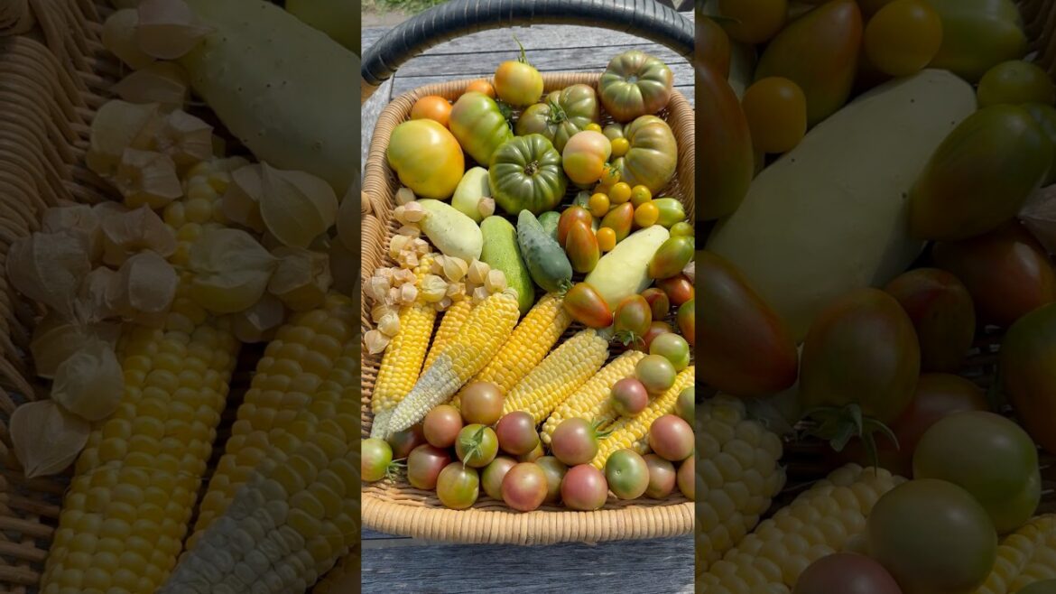One Basket Harvest #harvest #growyourownfood #garden #gardening #homegardening #backyardgarden