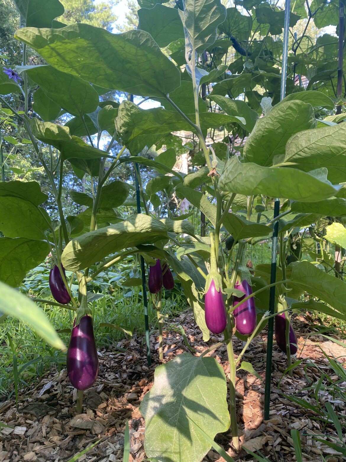 And suddenly there were eggplants!