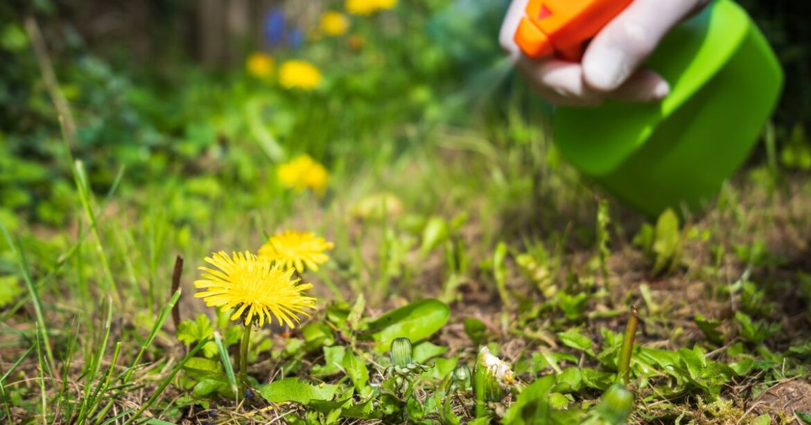 Stop weeds from taking over garden using 2 ingredients that ‘actually work’ Ipso logo