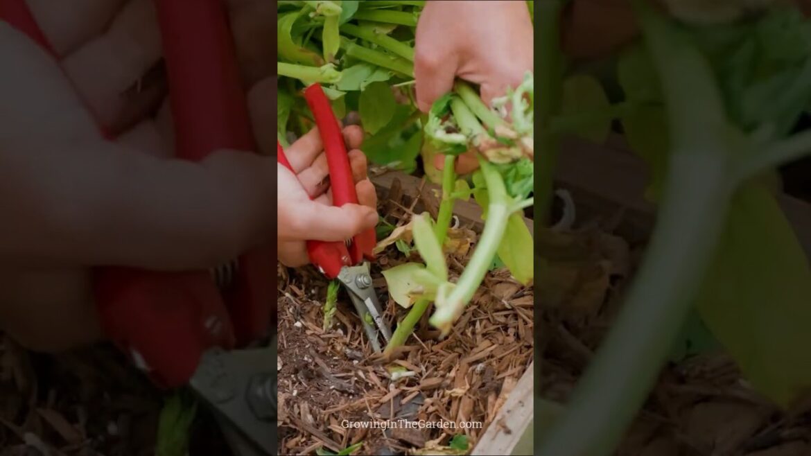 The Ultimate Bean Growing Hack (You’re Throwing This Away)