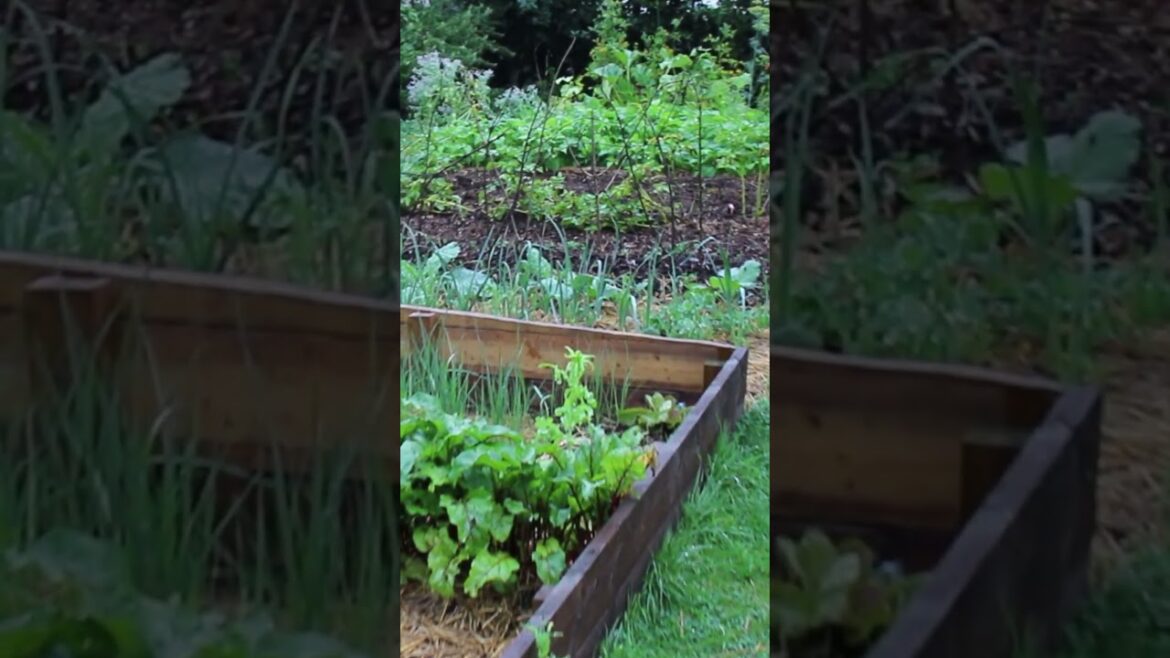 10. La Roquette Le Potager en Août  On ne s'arrête jamais #potager #jardin #permaculture #garden