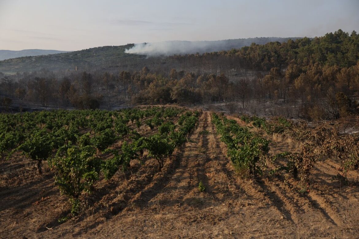 France’s Wine Output Set to Climb 17% Though Wildfires a Threat France’s Wine Output Set to Climb 17% Though Wildfires a Threat