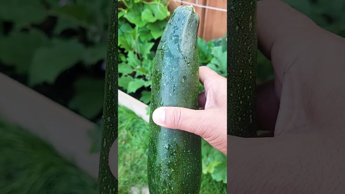 Harvesting zucchini from my vegetable garden