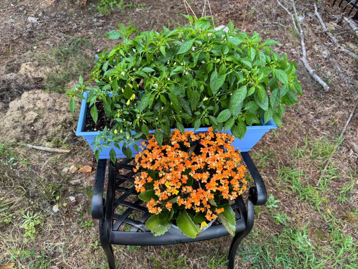 My accidental peppers