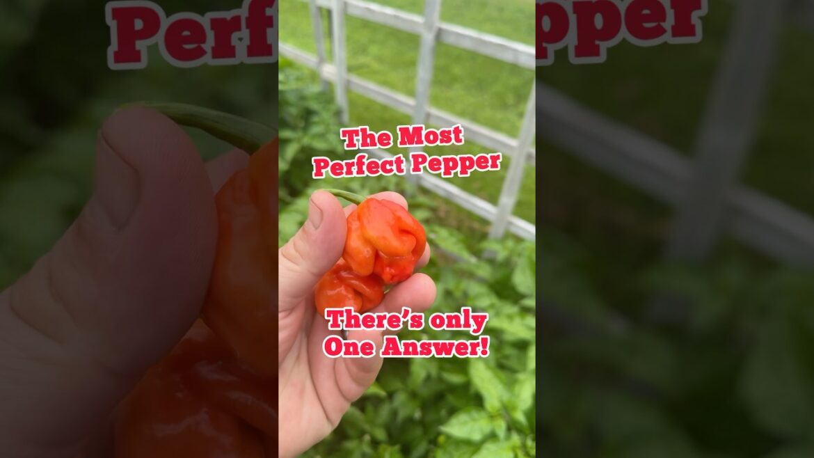 The Most Perfect Pepper!! #regenerativeagriculture #sustainableproducts #heirloomplants #gardening