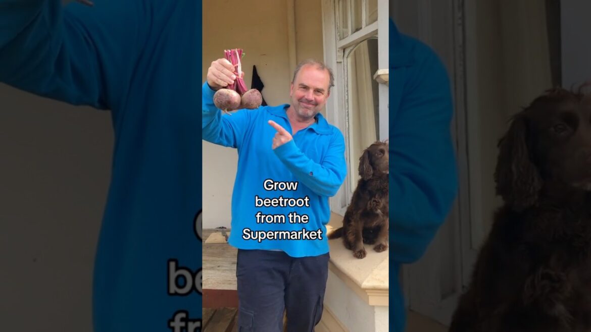 Grow your Groceries - how to grow beetroot leaves from scraps bought at supermarket / grocery store