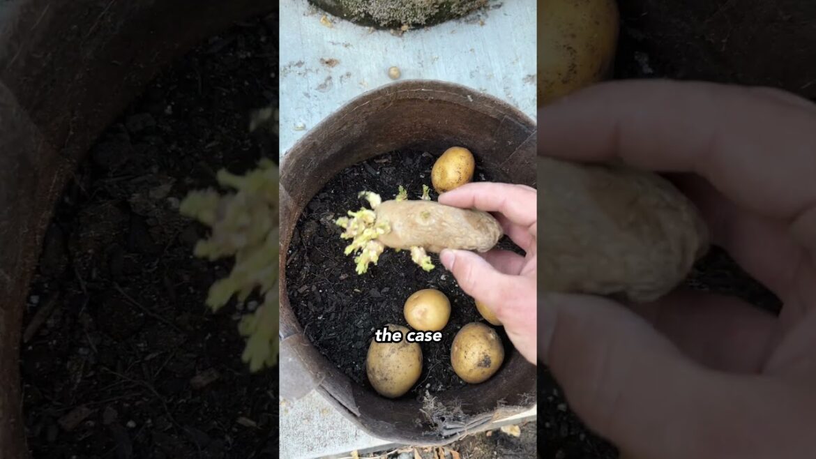 The best way to grow potatoes - grow bags #containergardening #growpotatoes #potatoes #urbangarden
