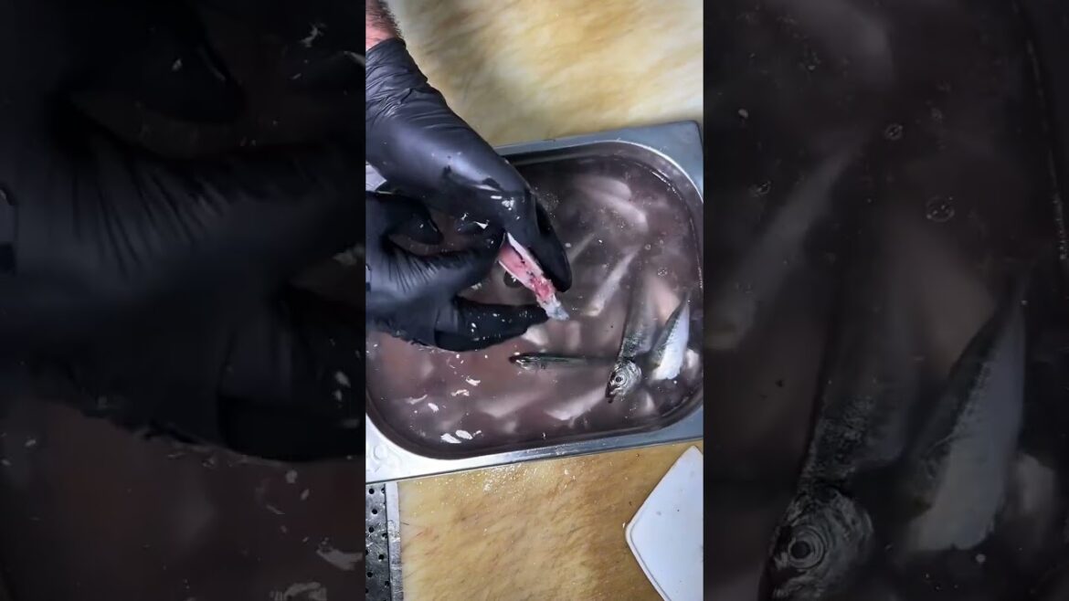 Mhteşem istavrit tava  Cihan Derya balık  food  fish #shorts  #food #foodnerd #streetfood