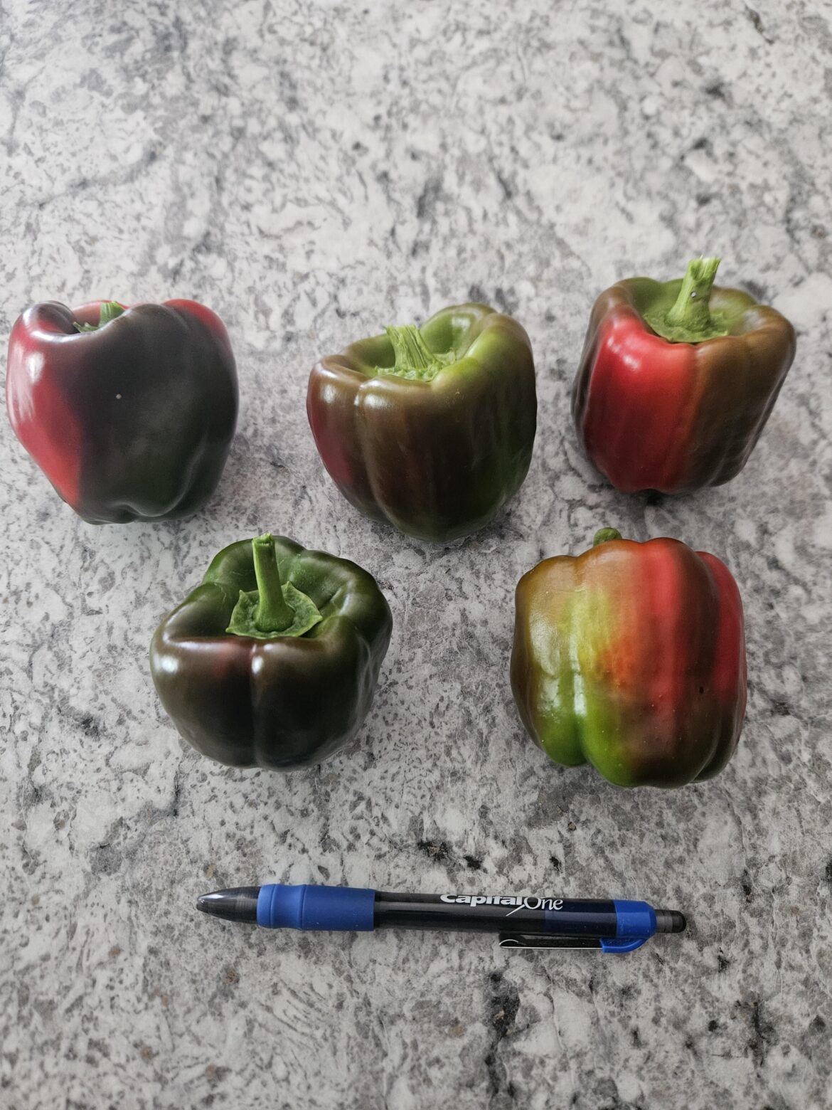 Bell peppers…..cant seem to get size out of them Bell peppers.....cant seem to get size out of them