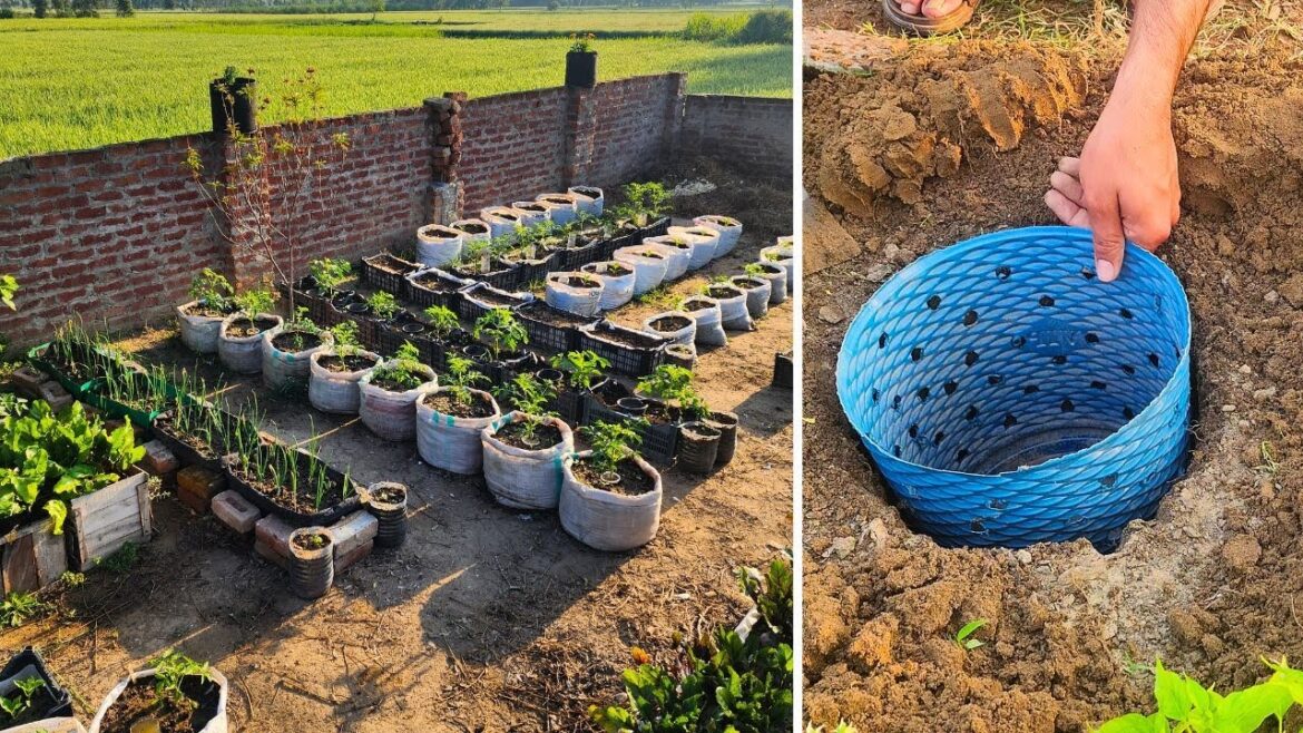 Start A Vegetable Garden & How I Feed My Container Plants for FREE – and They LOVE It!