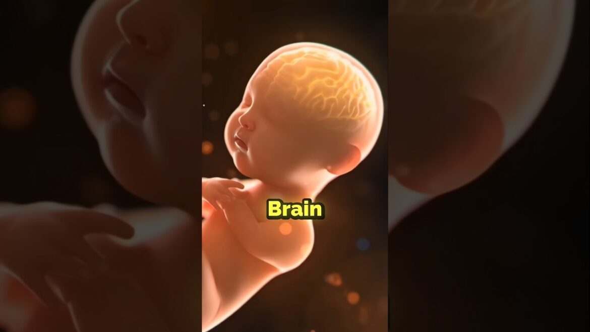 Top 5 Best Nuts To Eat During Pregnancy For Baby Brain Development #pregnancytips #nutsbenefits Top 5 Best Nuts To Eat During Pregnancy For Baby Brain Development #pregnancytips #nutsbenefits