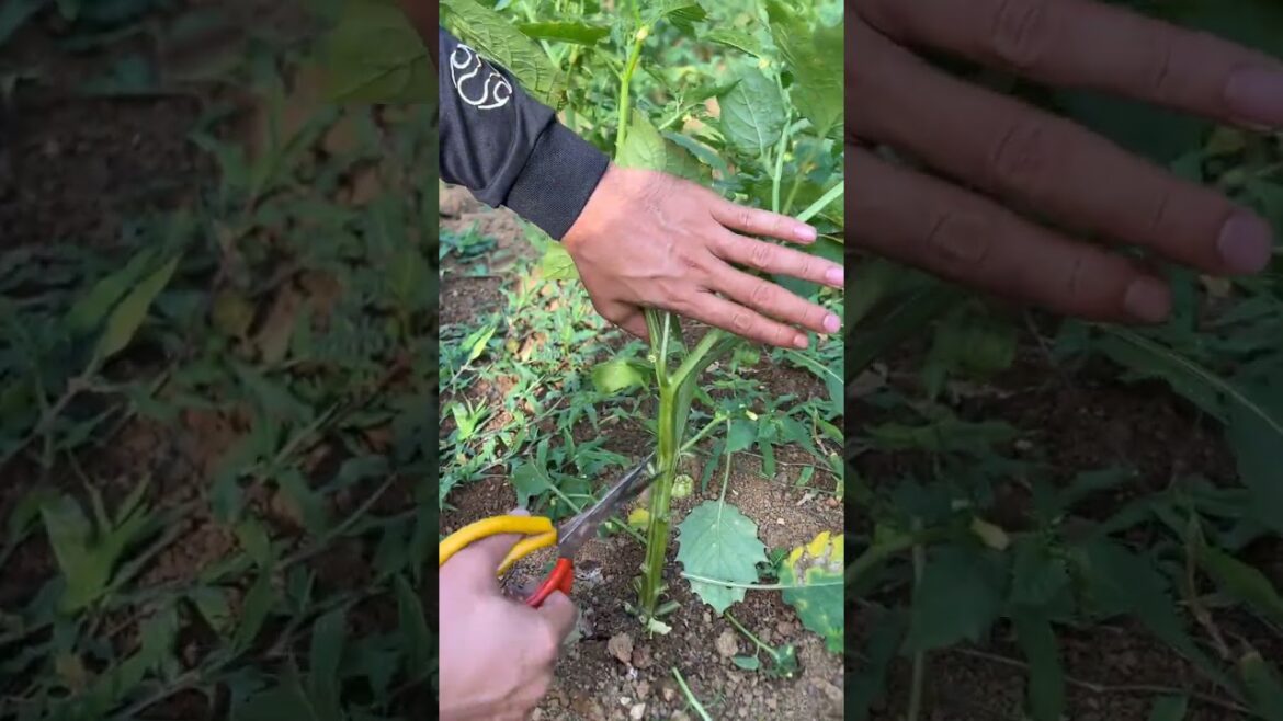 야채를 자르다 #farming #enjoyrurallife #naturerurallife #rurallife #vegetables #garden #rogator #short