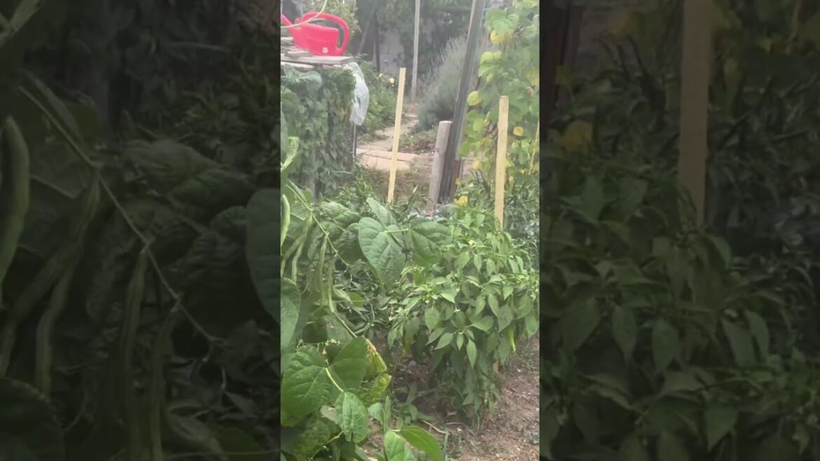 Vegetable garden #gardening #harvest #vegetablegarden #vegetables #kitchengarden #trending #viral