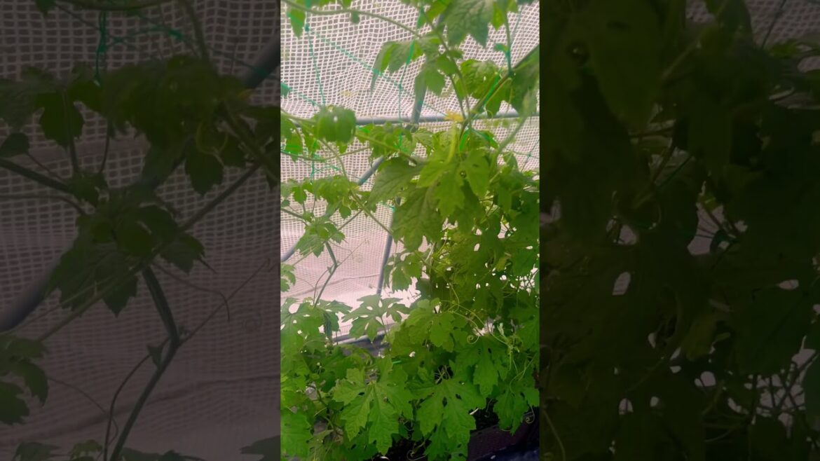 #vegetable gardening hom gro #viralvideos