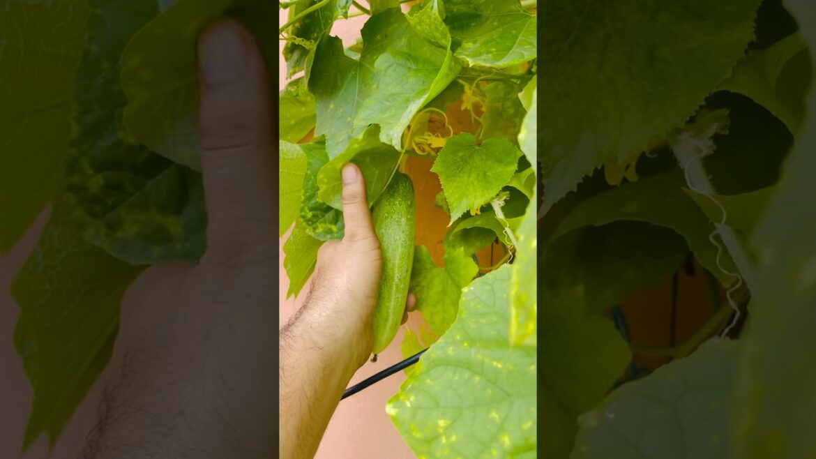 Vegetable garden #gardening #tarracegarden #garden #vegetables