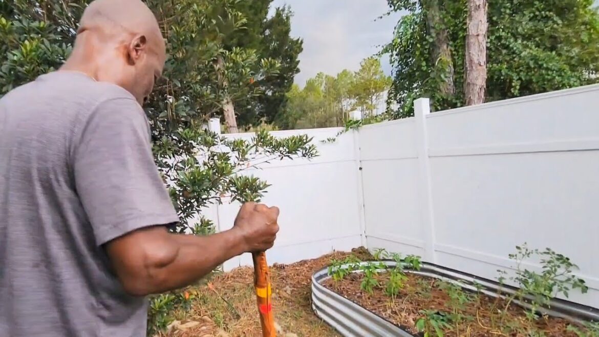 Starting a Vegetable Garden| Updates On My Raised Garden Beds| Jamaican Farmer in Florida