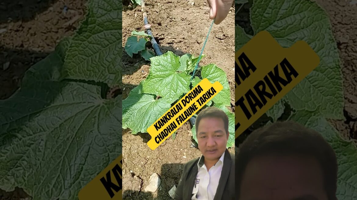 Kankralai dorima chadaune tarika #garden #vegetablegarden #cucumbers #cucumber #technique