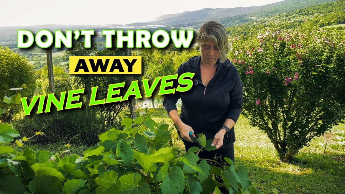 Don’t Throw These Away | Vine Leaves