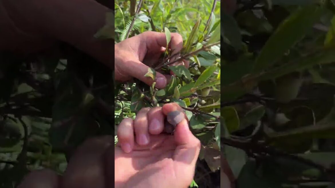 야채를 자르다 #farming #enjoyrurallife#naturerurallife #rurallife #vegetables #garden#rogator#shorts