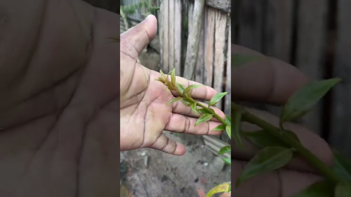 Estamos refazendo nossa horta#sitio #vidanaroça