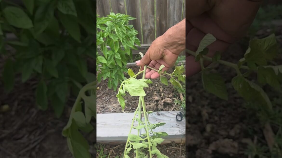 Propagation Methods#tomato #gardening