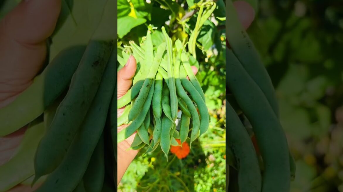 Garden Beans #beans #vegetables #gardening #vegetable #vegetablegarden #garden #vegetablegardening