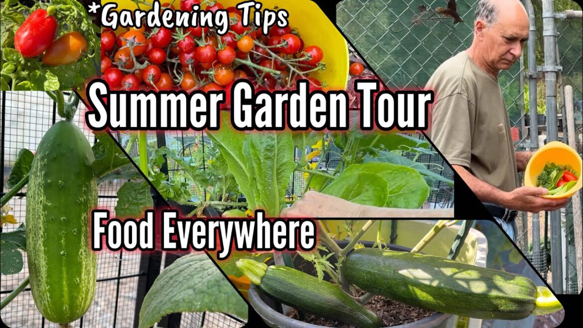Vegetable Garden Tour TIPS Growing Tomatoes Peppers Lettuce Herbs Kale Collard Container Gardening Vegetable Garden Tour TIPS Growing Tomatoes Peppers Lettuce Herbs Kale Collard Container Gardening
