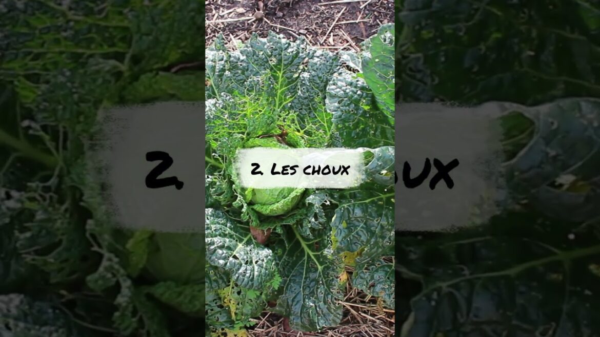 les choux: Quoi planter mi août au potager?