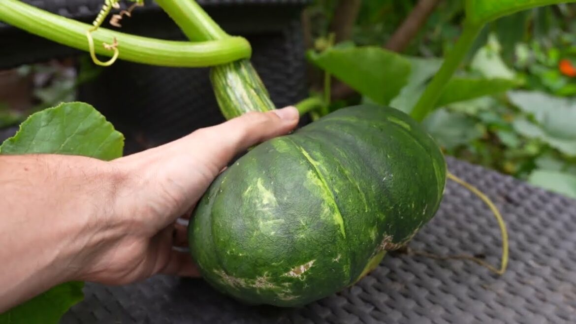 Exotic flower and vegetable garden tour