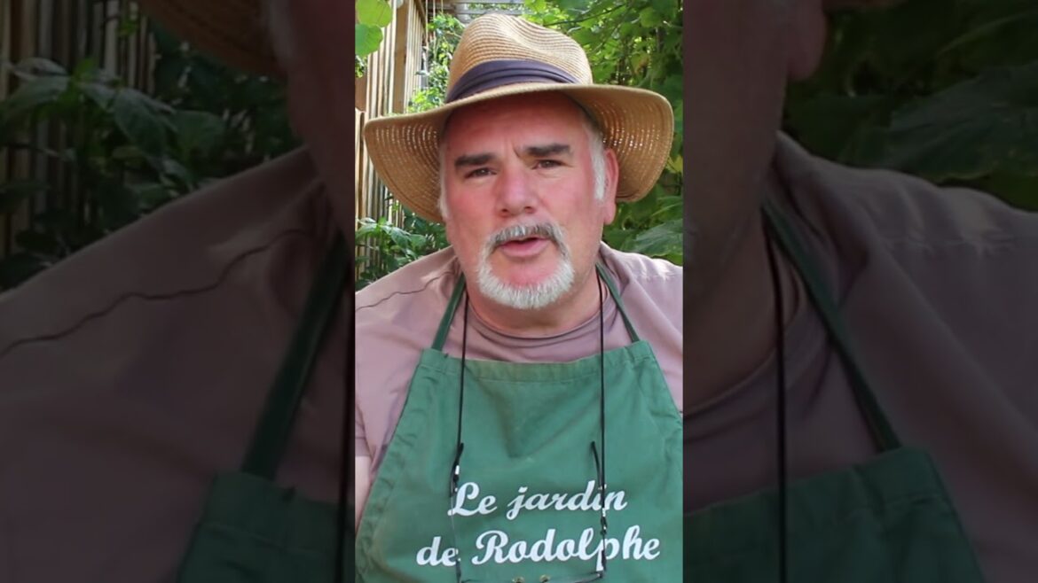 Quoi planter mi août au potager? Les aromatiques #potager #permaculture #jardin#jardinage #garden