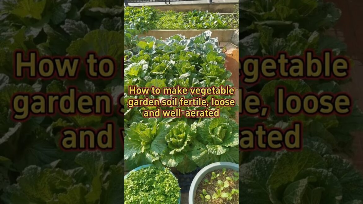 How to make vegetable garden soil fertile,loose and well aerated #planting #farming #garden