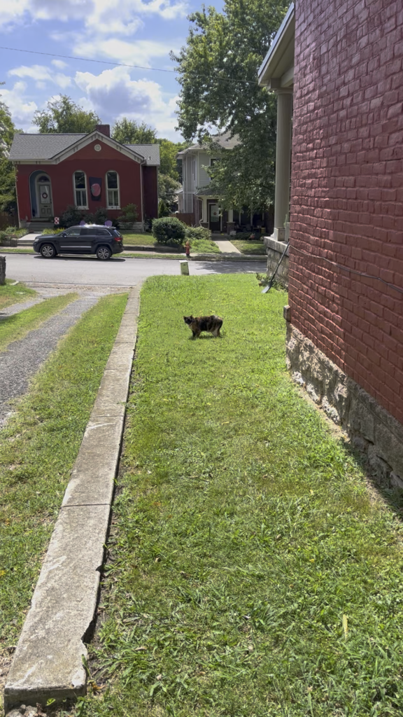 Are these Onions loved here ?