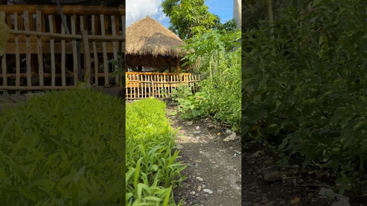 Converting a garbage place into a vegetable garden