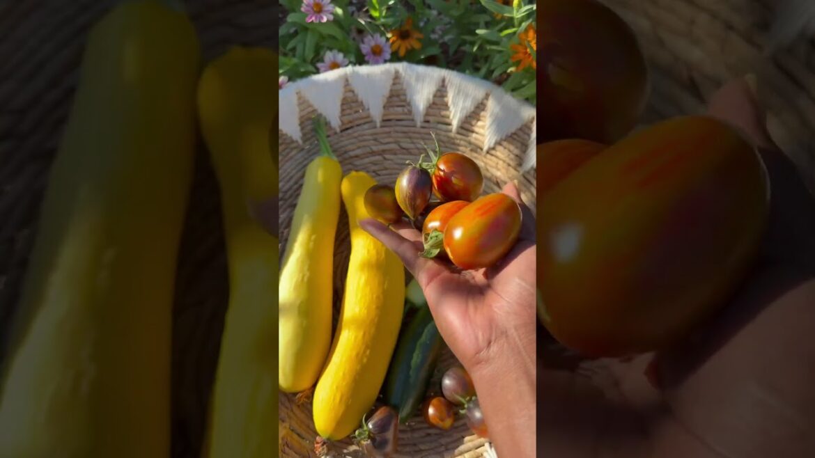 Shopping in our backyard never gets old! #grocerystore #backyard #garden #vegetablegarden #veggies
