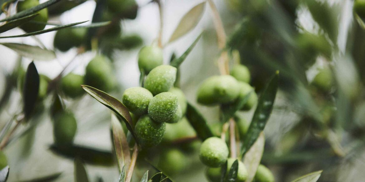 Taste of success: Olive oil from southern Japan earns international praise