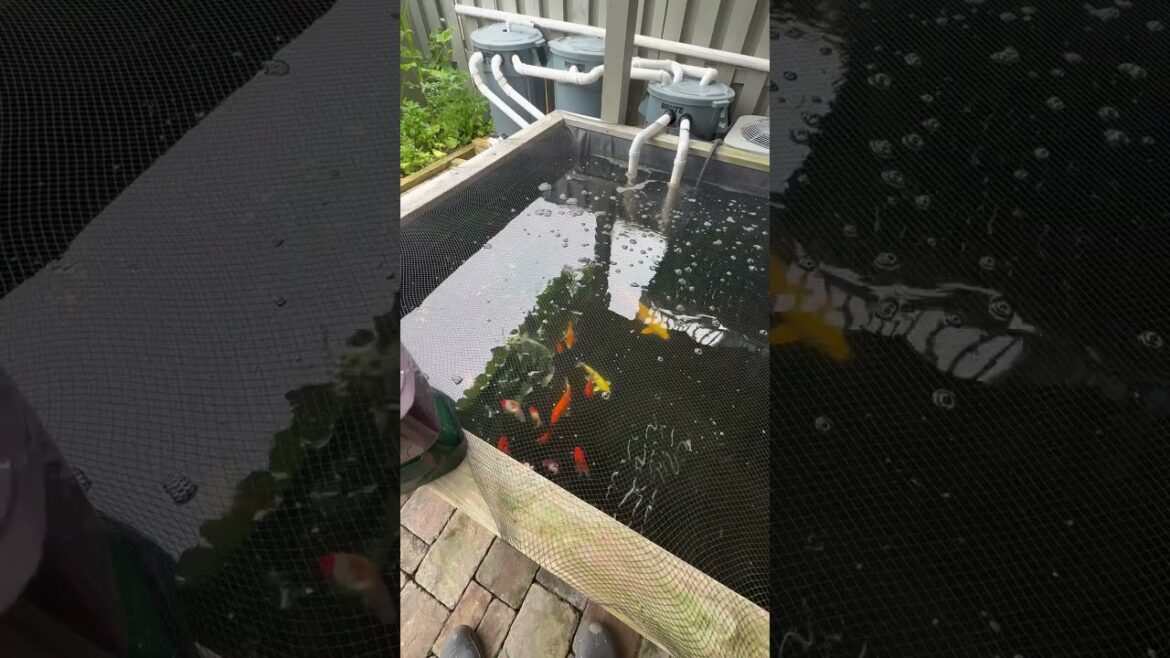 Small Japanese koi pond and vegetable garden. #koi  #food #follow #fyp #foryou #viral #trending