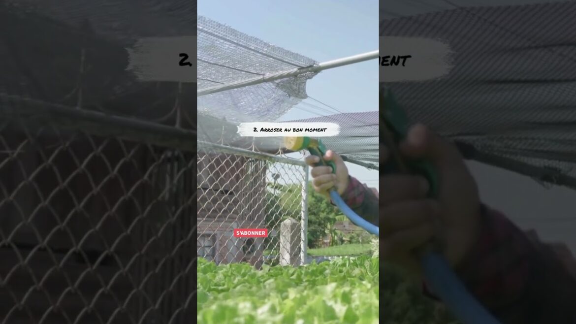 2 Comment bien arroser en août #potager #jardin#permaculture #gardening