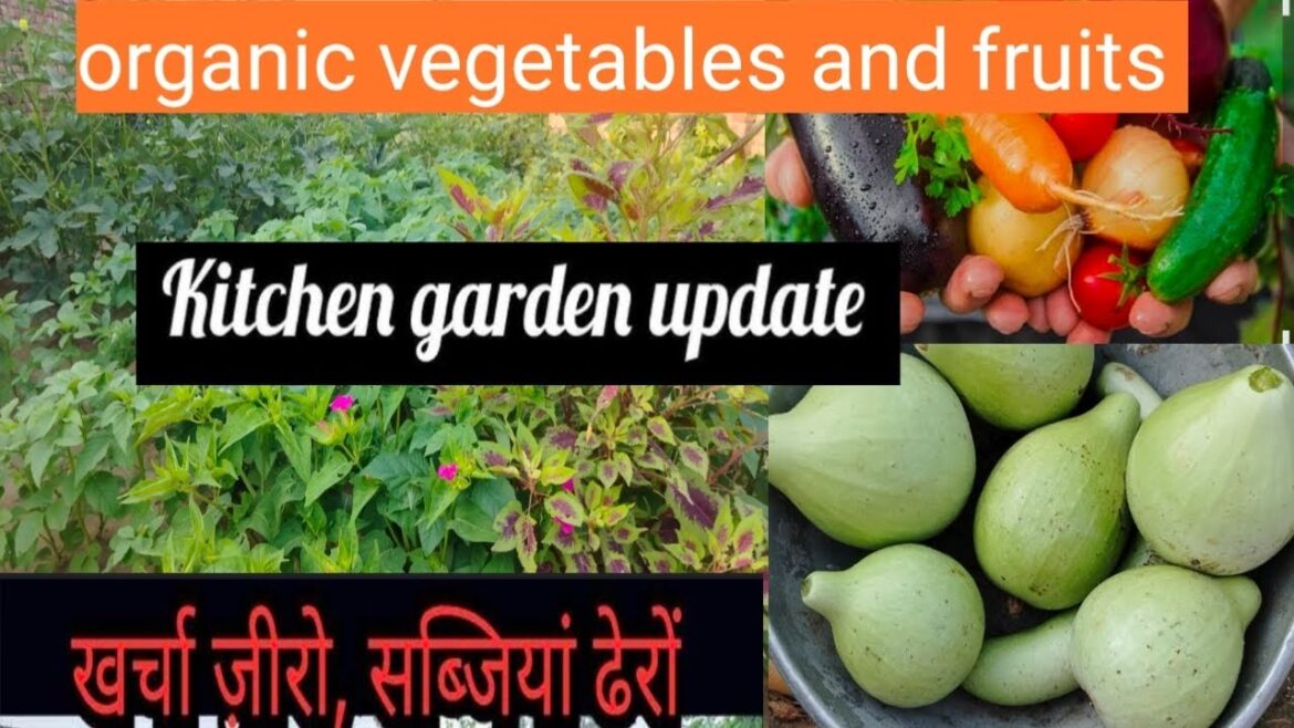 Kitchen garden update/small space kitchen garden at home/Organic vegetables fruits kitchen garden..