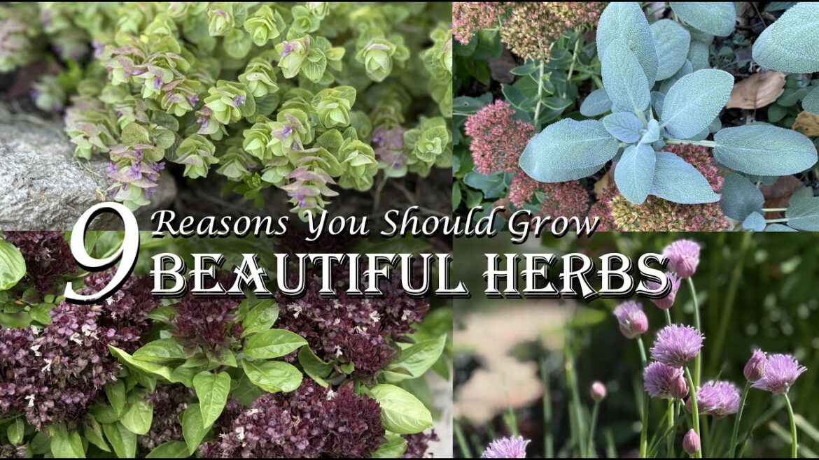 9 Reasons You Should Grow BEAUTIFUL HERBS in Your Vegetable Garden and Landscape