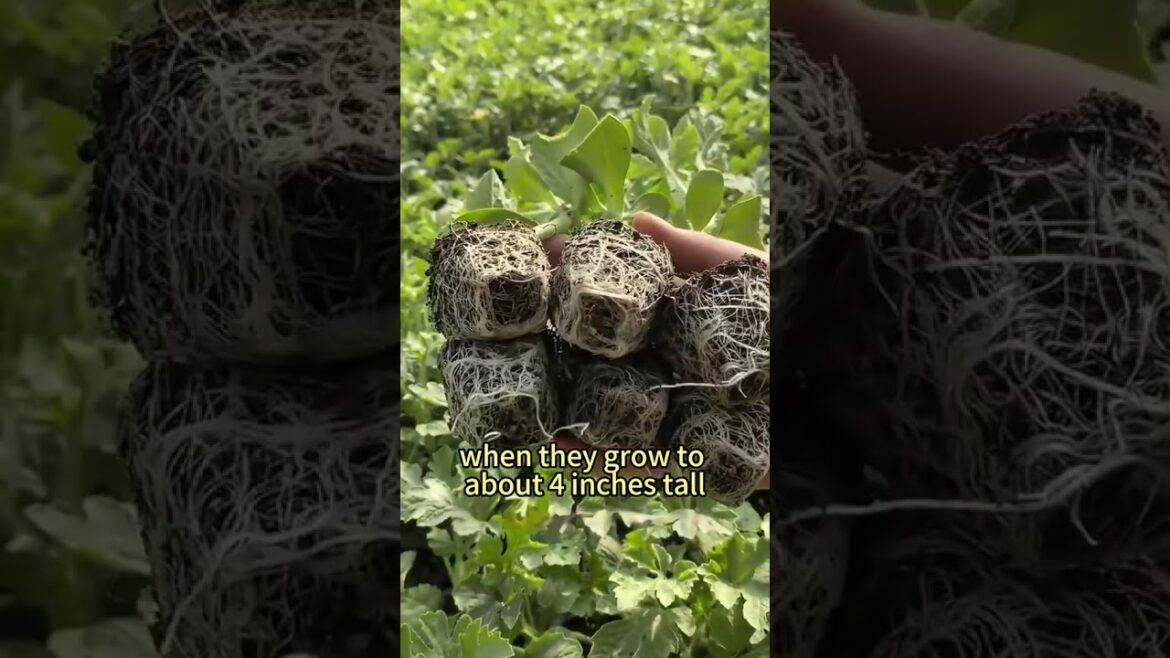 How to grow big and sweet watermelons#vegetablegarden #plantingtechniques #planttips #agriculture #w