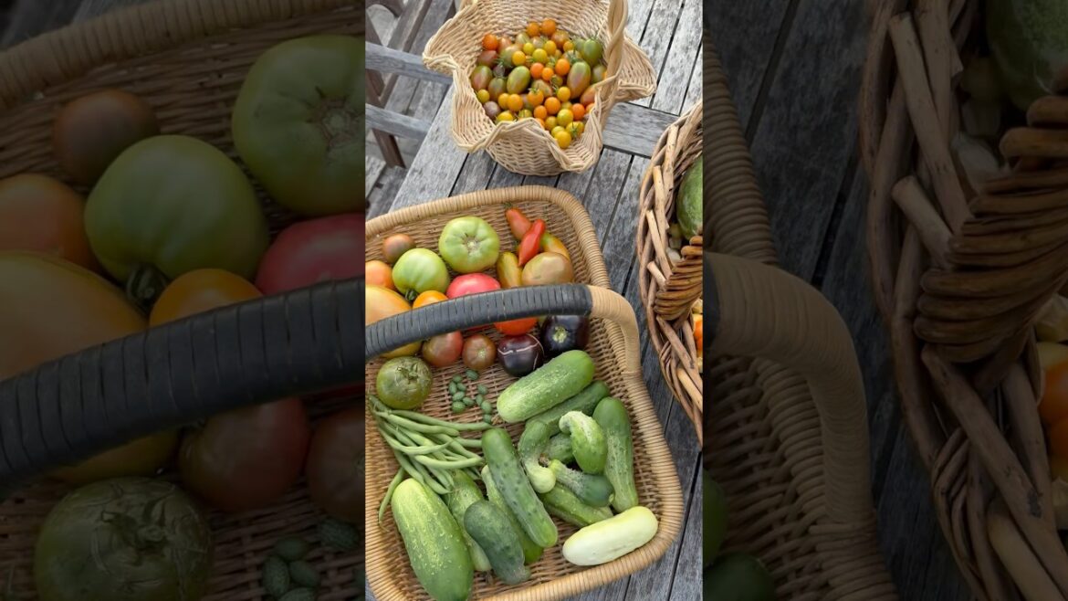 Garden Harvest #harvest #garden #growyourownfood #homegardening #harvesttime #urbanfarming