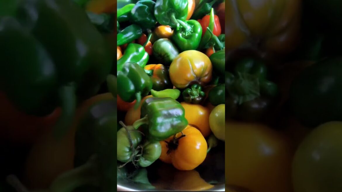 Огород в Америке