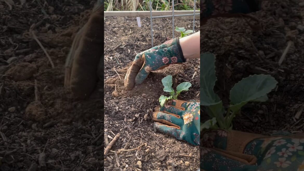 11 Crops to Plant in August for a Fall Harvest #gardening #growyourownfood