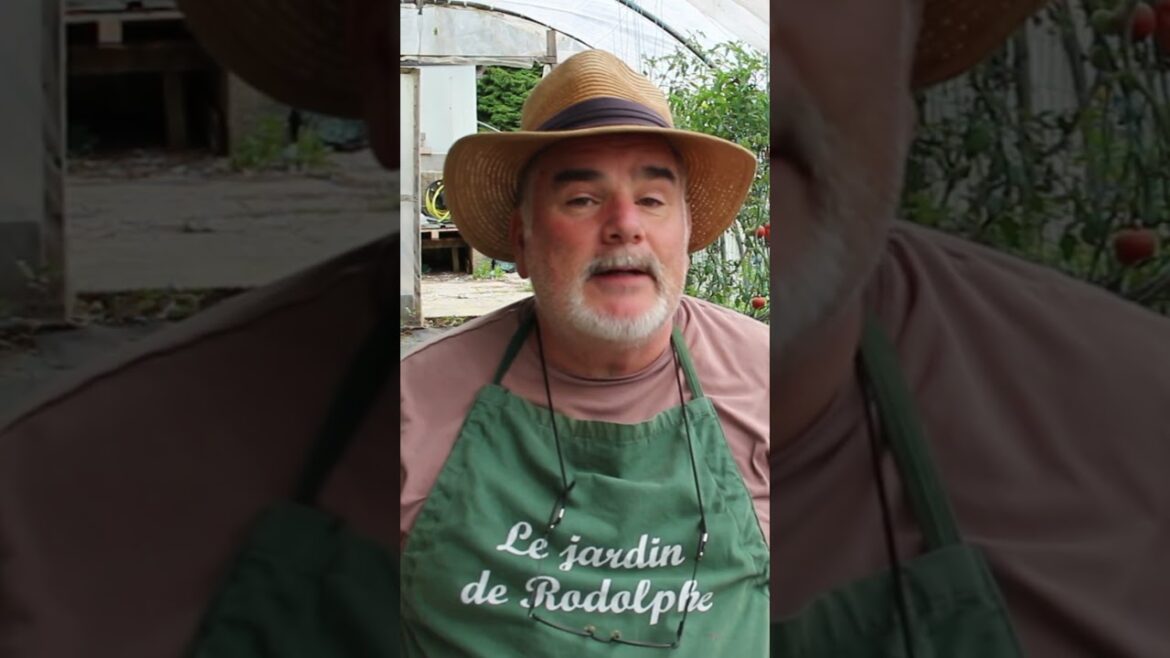 Test carottes précoces #potager #jardin#permaculture #garden #jardinage