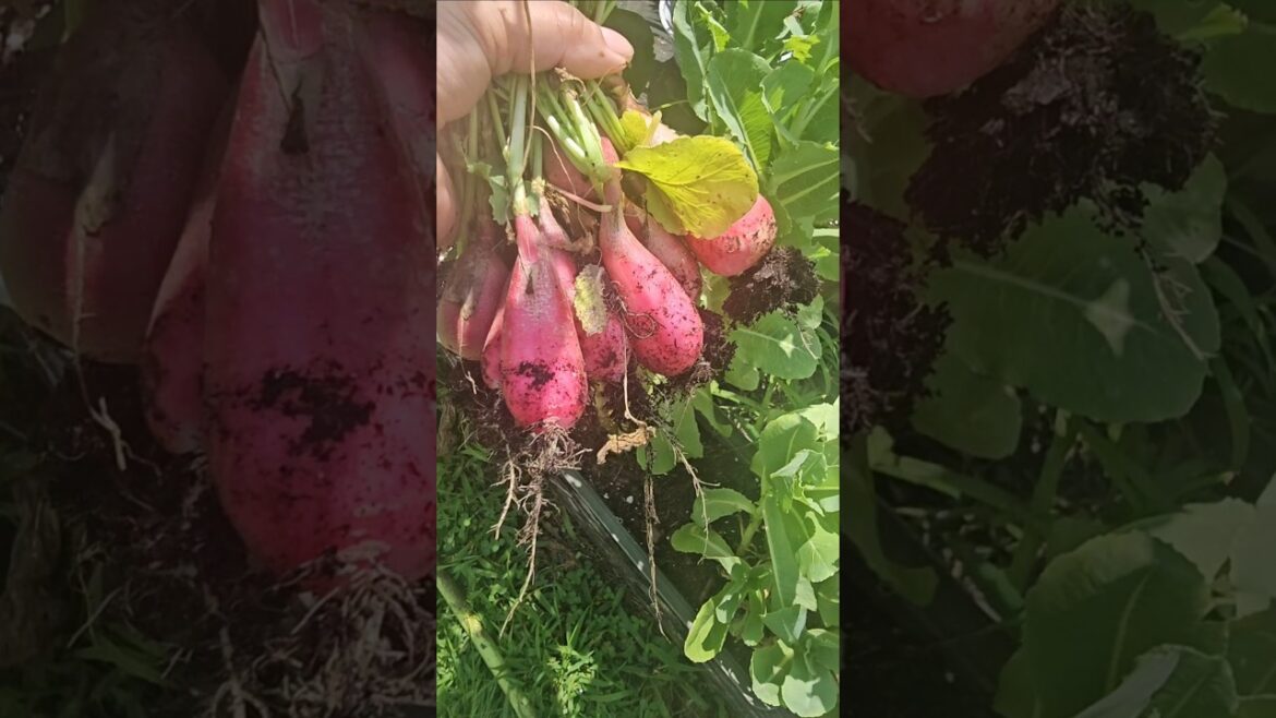 Happiness is harvesting from own garden! harvesting #redradish &#whiteradish #farmfresh #vegetable