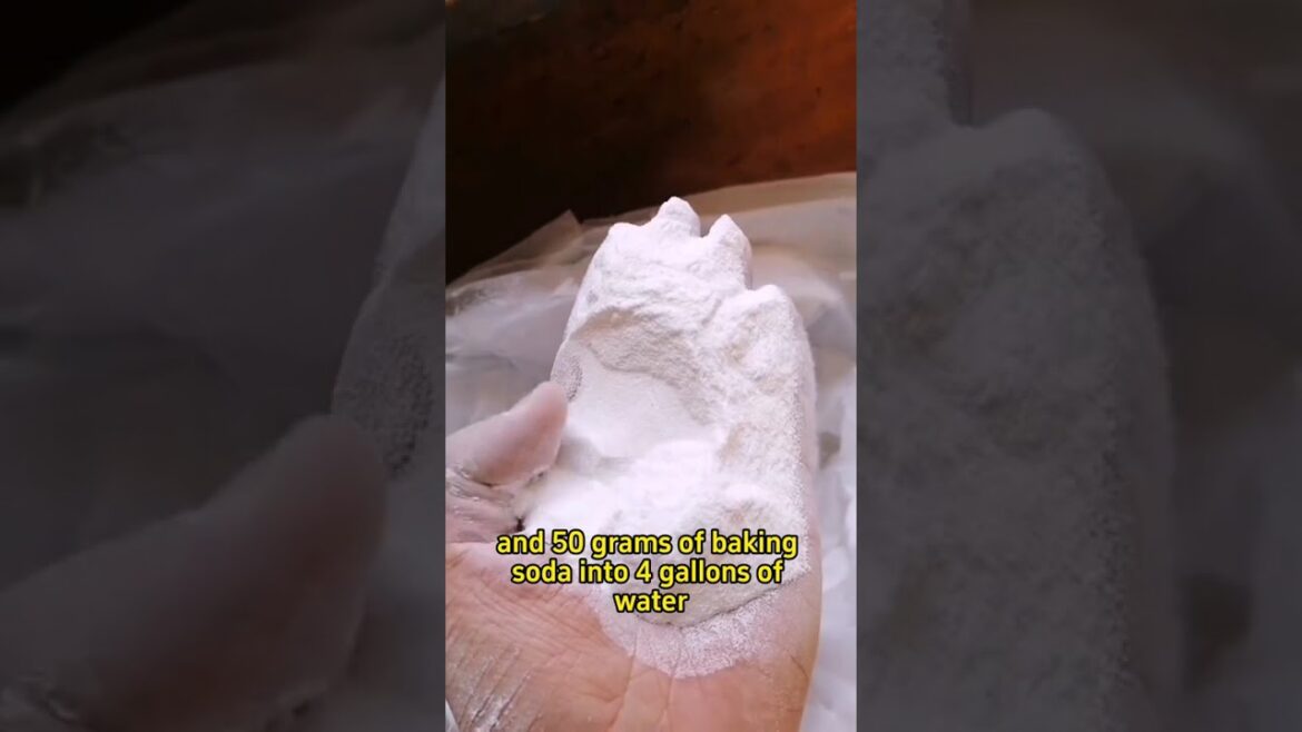 #shorts Tips for eliminating aphids on vegetables #garden #plants #gardentips #gardening #plant