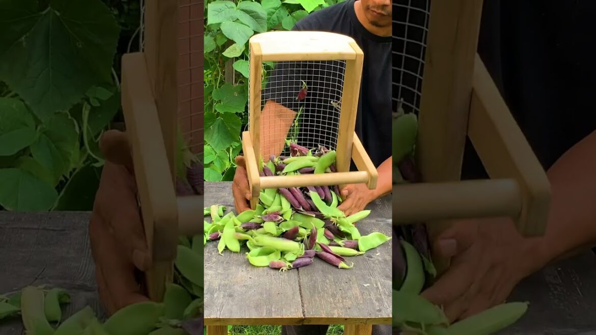 Full circle gardening with succession planting at its finest!