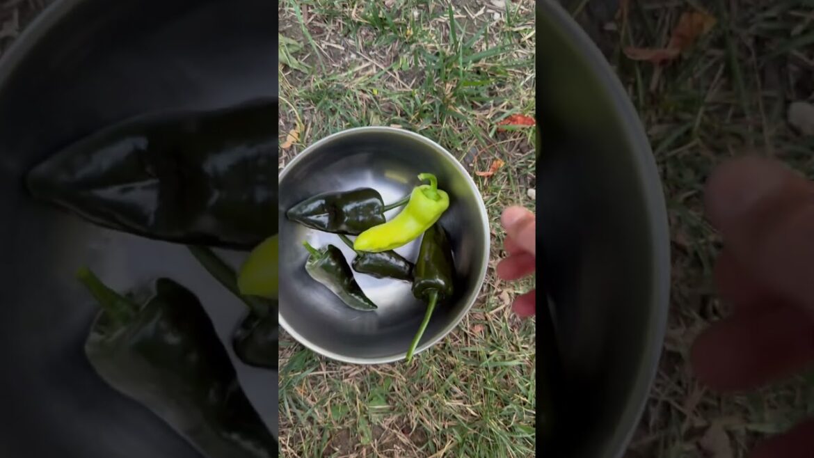 Big August Vegetable Garden Harvest! #gardenharvest #vegetablegarden #michigangardening