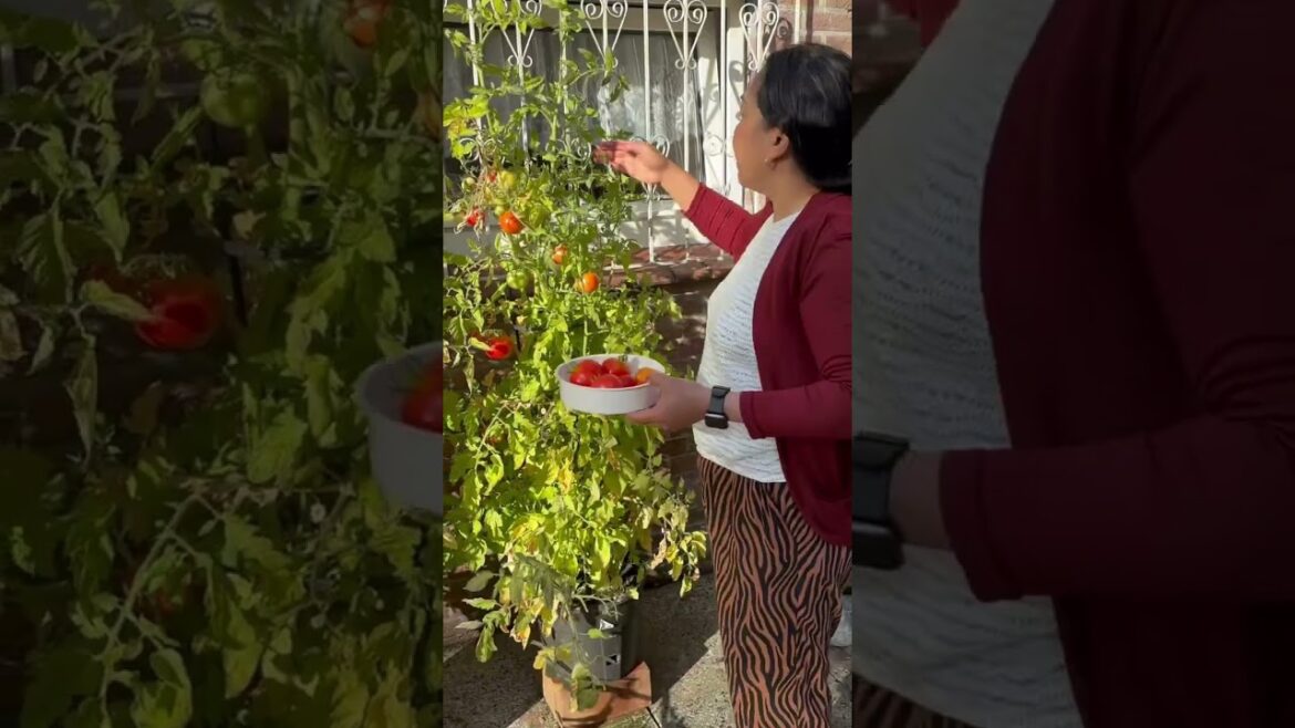 Growing Tomatoes in a Pot #plants #garden #gardening  #vegetables #vegetablegardening #happy
