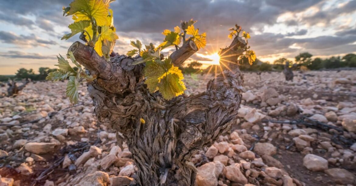 Wine expert picks best bottles from Spain and Portugal